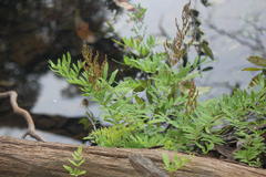Osmunda hilsenbergii